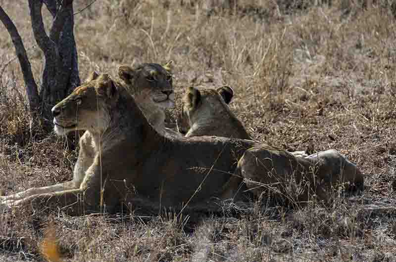 Leona - parque nacional Kruger - Sudáfrica 10.jpg